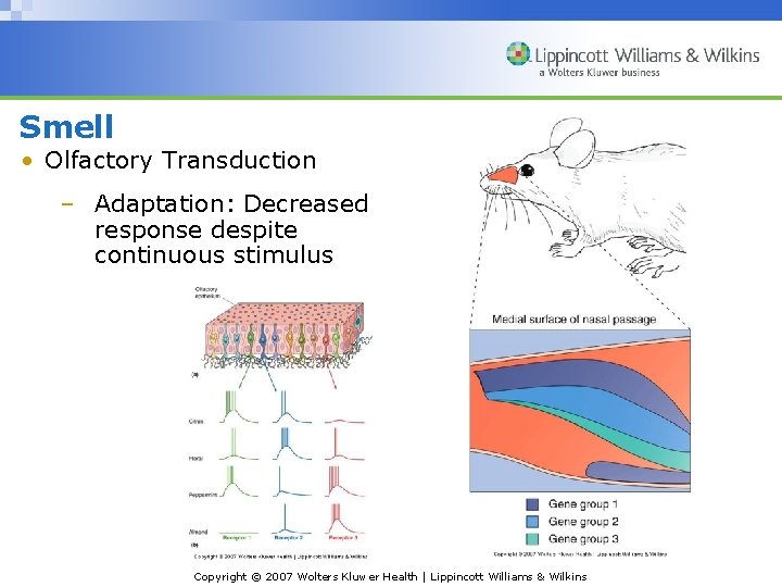 Smell • Olfactory Transduction – Adaptation: Decreased response despite continuous stimulus Copyright © 2007