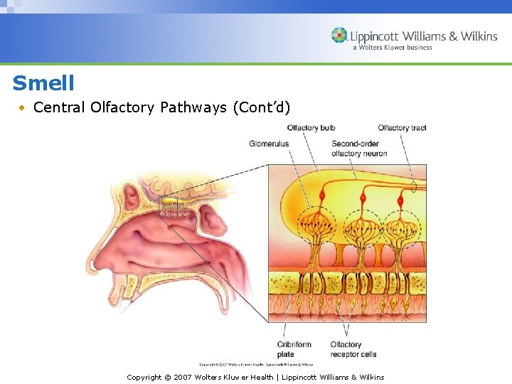 Smell • Central Olfactory Pathways (Cont’d) Copyright © 2007 Wolters Kluwer Health | Lippincott