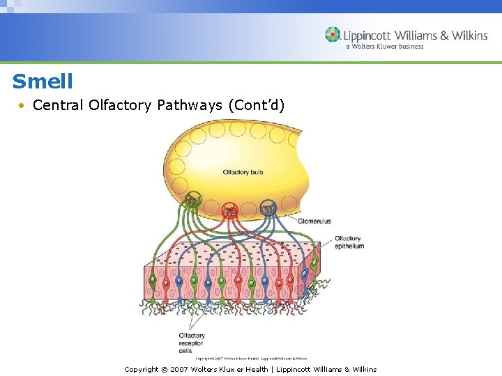 Smell • Central Olfactory Pathways (Cont’d) Copyright © 2007 Wolters Kluwer Health | Lippincott