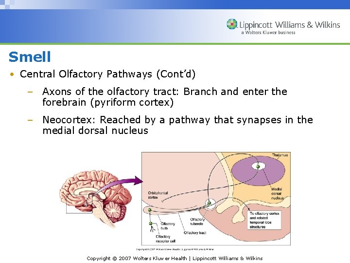 Smell • Central Olfactory Pathways (Cont’d) – Axons of the olfactory tract: Branch and