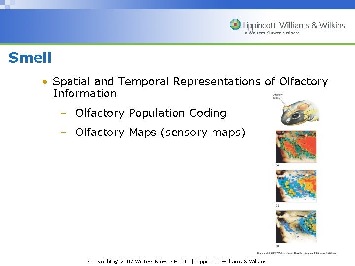 Smell • Spatial and Temporal Representations of Olfactory Information – Olfactory Population Coding –