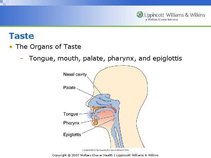 Taste • The Organs of Taste – Tongue, mouth, palate, pharynx, and epiglottis Copyright