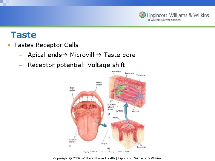 Taste • Tastes Receptor Cells – Apical ends Microvilli Taste pore – Receptor potential: