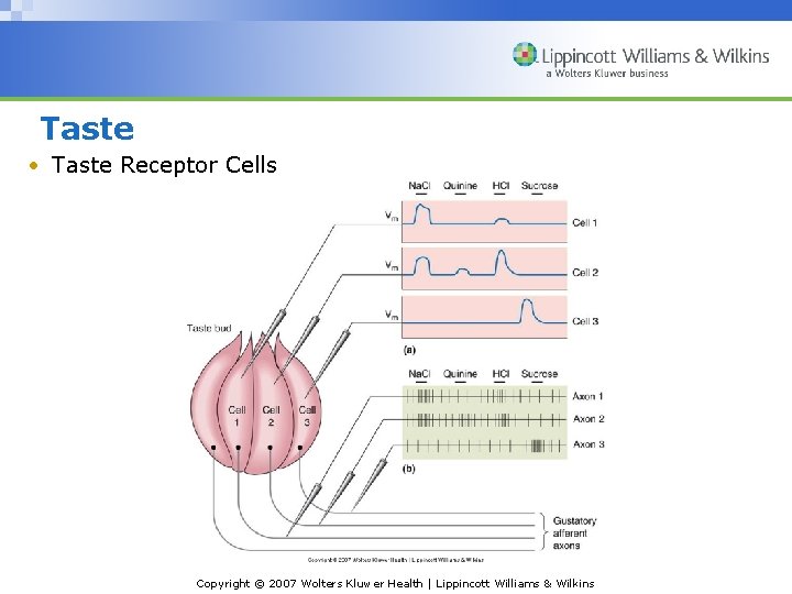 Taste • Taste Receptor Cells Copyright © 2007 Wolters Kluwer Health | Lippincott Williams