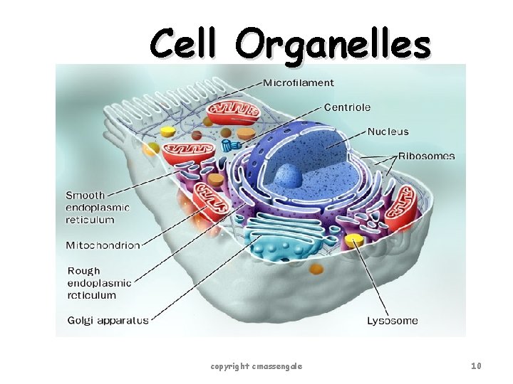 Cell Organelles copyright cmassengale 10 