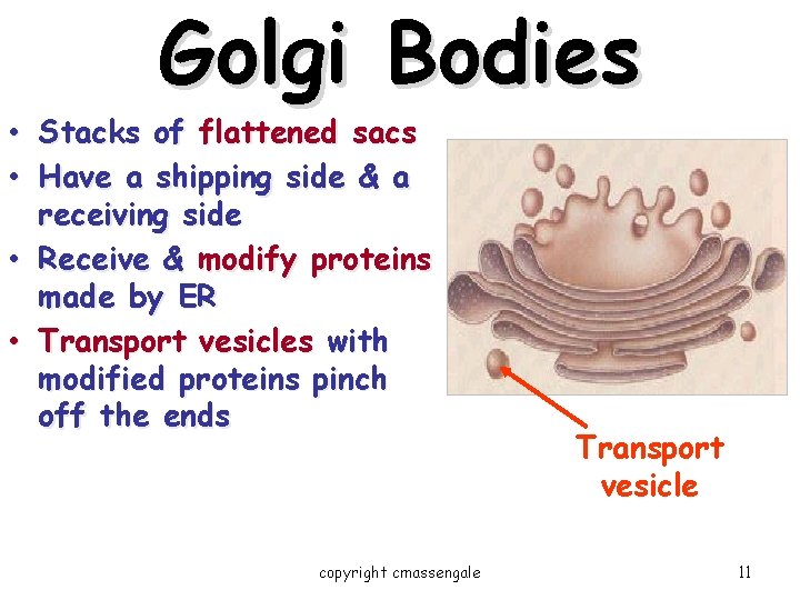 Golgi Bodies • Stacks of flattened sacs • Have a shipping side & a