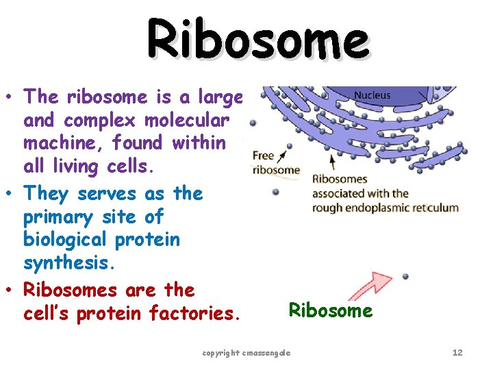 Ribosome • The ribosome is a large and complex molecular machine, found within all