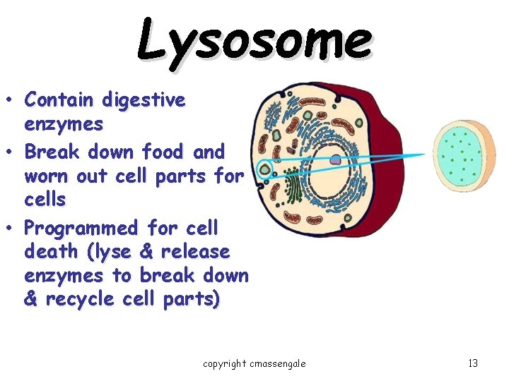 Lysosome • Contain digestive enzymes • Break down food and worn out cell parts