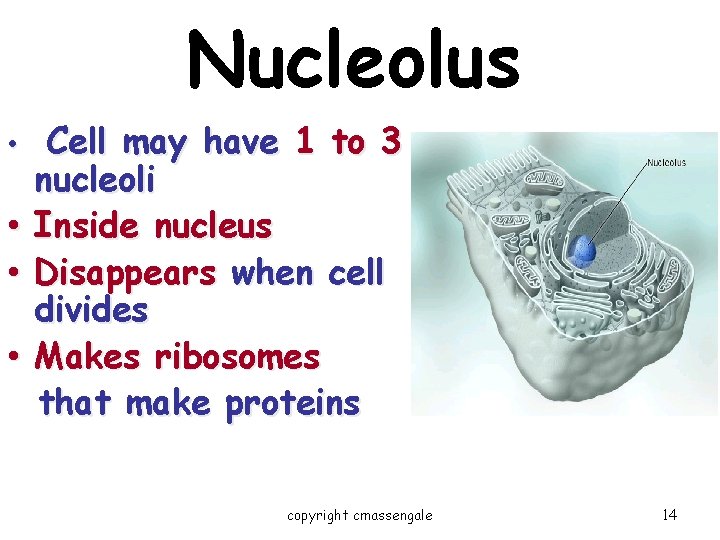 Nucleolus • • Cell may have 1 to 3 nucleoli Inside nucleus Disappears when