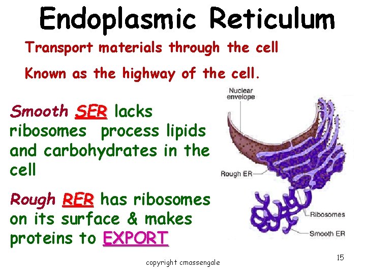 Endoplasmic Reticulum Transport materials through the cell Known as the highway of the cell.