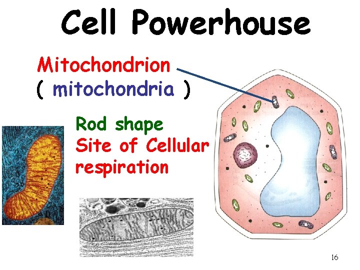 Cell Powerhouse Mitochondrion ( mitochondria ) Rod shape Site of Cellular respiration 16 