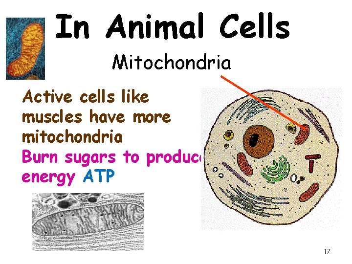 In Animal Cells Mitochondria Active cells like muscles have more mitochondria Burn sugars to