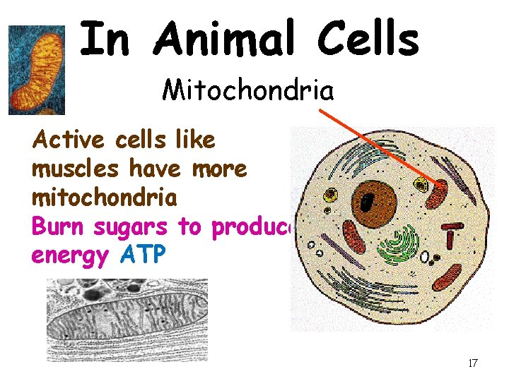 In Animal Cells Mitochondria Active cells like muscles have more mitochondria Burn sugars to In Animal Cells Mitochondria Active cells like muscles have more mitochondria Burn sugars to