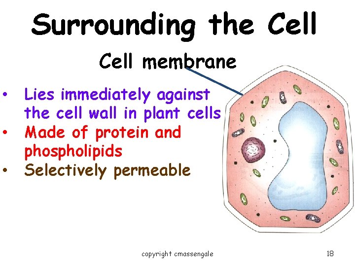 Surrounding the Cell membrane • • • Lies immediately against the cell wall in