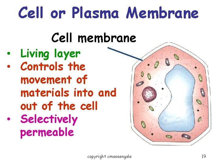 Cell or Plasma Membrane Cell membrane • Living layer • Controls the movement of
