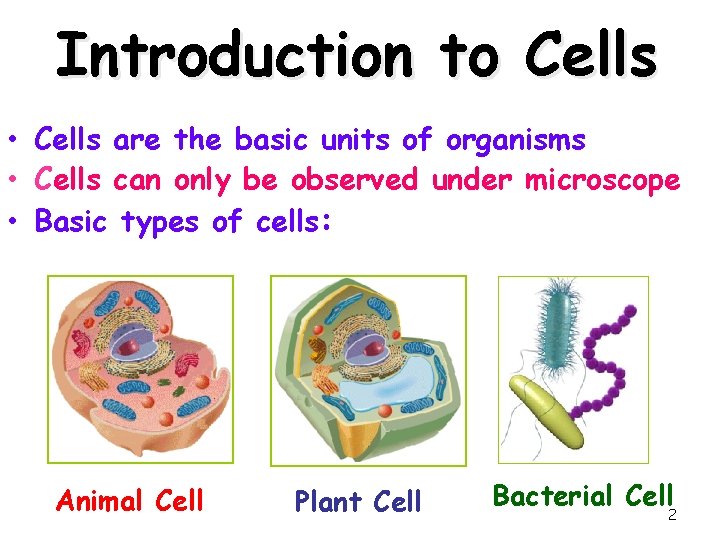 Introduction to Cells • Cells are the basic units of organisms • Cells can