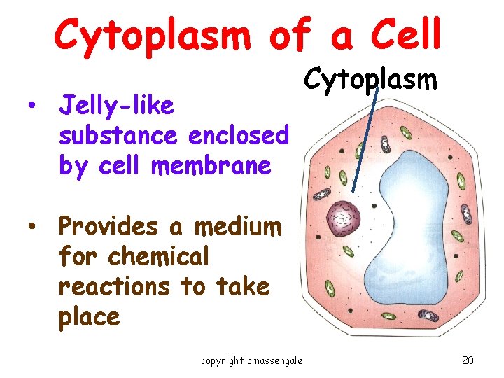 Cytoplasm of a Cell • Jelly-like substance enclosed by cell membrane Cytoplasm • Provides