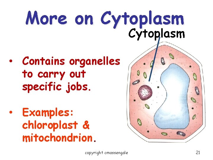 More on Cytoplasm • Contains organelles to carry out specific jobs. • Examples: chloroplast