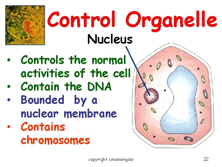 Control Organelle Nucleus • Controls the normal activities of the cell • Contain the Control Organelle Nucleus • Controls the normal activities of the cell • Contain the