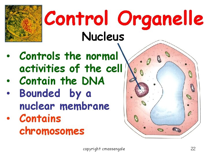 Control Organelle Nucleus • Controls the normal activities of the cell • Contain the