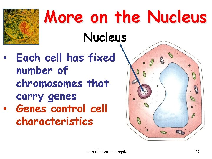 More on the Nucleus • Each cell has fixed number of chromosomes that carry More on the Nucleus • Each cell has fixed number of chromosomes that carry