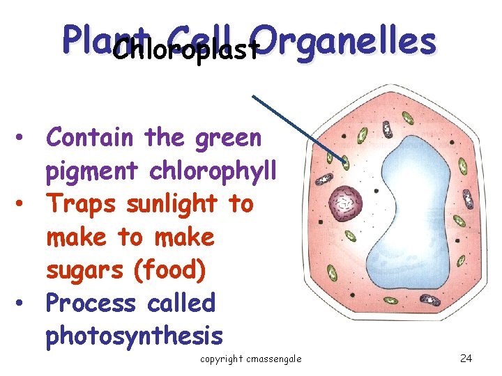 Plant Cell Organelles Chloroplast • Contain the green pigment chlorophyll • Traps sunlight to Plant Cell Organelles Chloroplast • Contain the green pigment chlorophyll • Traps sunlight to