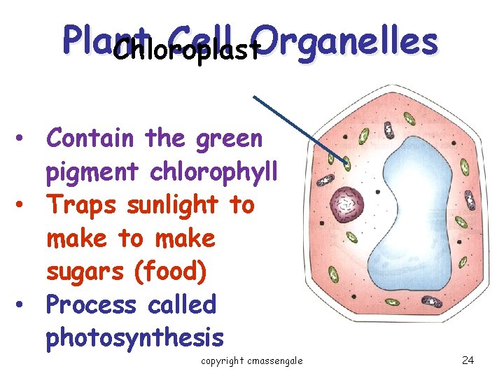 Plant Cell Organelles Chloroplast • Contain the green pigment chlorophyll • Traps sunlight to