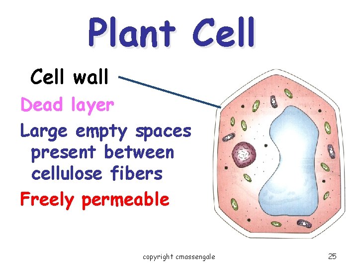Plant Cell wall Dead layer Large empty spaces present between cellulose fibers Freely permeable