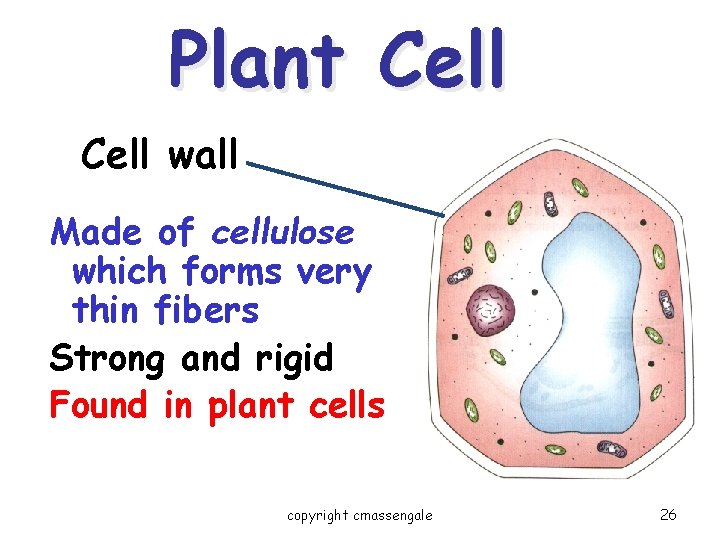 Plant Cell wall Made of cellulose which forms very thin fibers Strong and rigid
