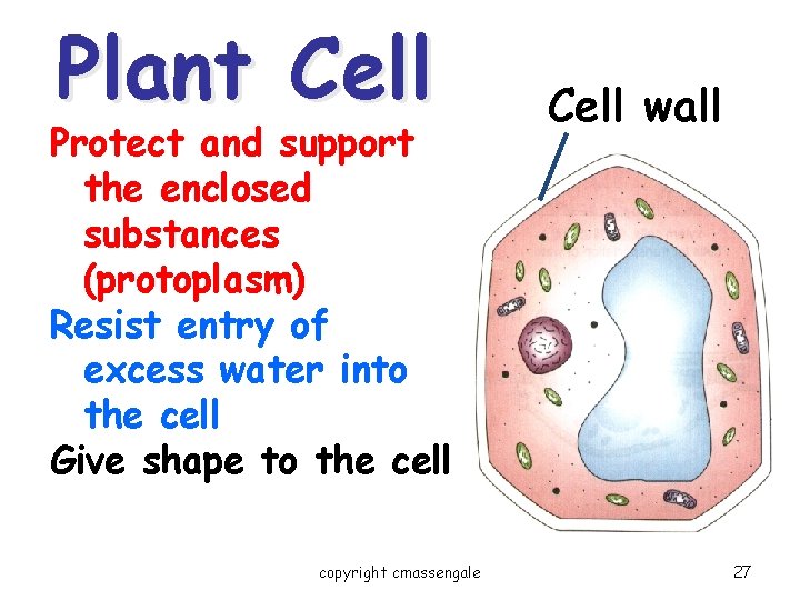 Plant Cell Protect and support the enclosed substances (protoplasm) Resist entry of excess water