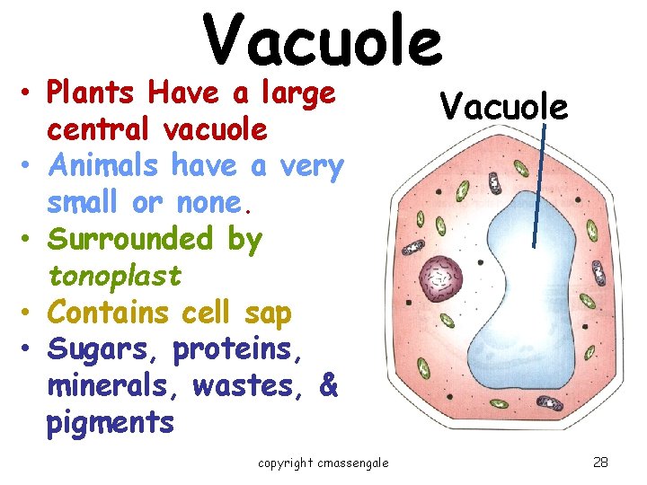 Vacuole • Plants Have a large central vacuole • Animals have a very small