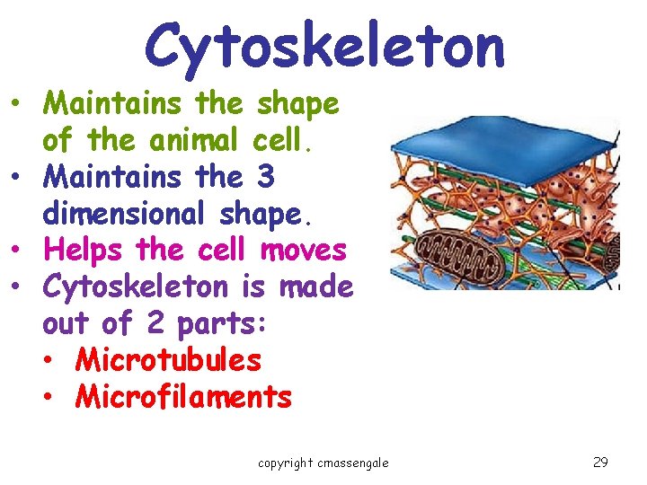 Cytoskeleton • Maintains the shape of the animal cell. • Maintains the 3 dimensional Cytoskeleton • Maintains the shape of the animal cell. • Maintains the 3 dimensional