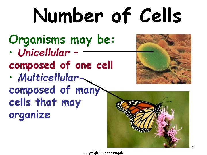 Number of Cells Organisms may be: • Unicellular – composed of one cell • Number of Cells Organisms may be: • Unicellular – composed of one cell •