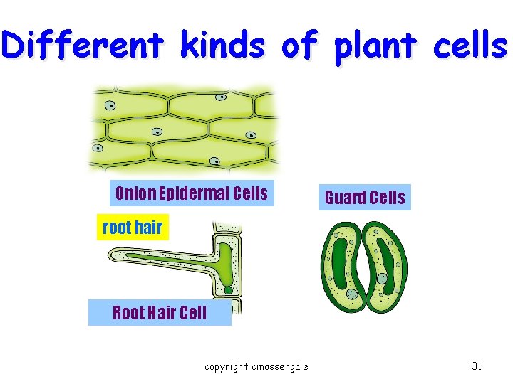 Different kinds of plant cells Onion Epidermal Cells Guard Cells root hair Root Hair