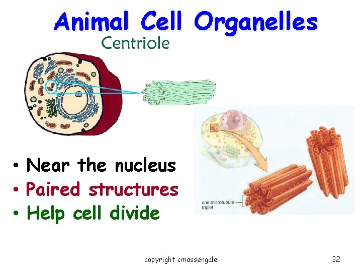 Animal Cell Organelles • Near the nucleus • Paired structures • Help cell divide