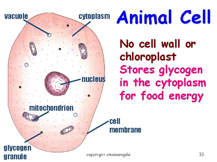 vacuole cytoplasm nucleus Animal Cell No cell wall or chloroplast Stores glycogen in the