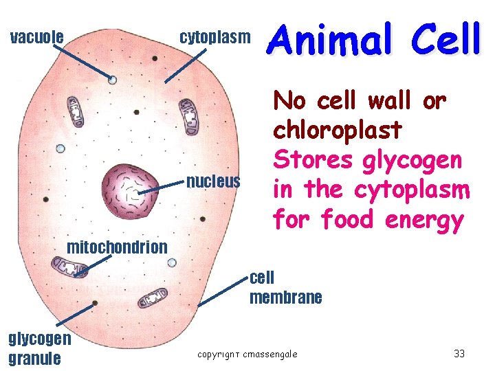 vacuole cytoplasm nucleus Animal Cell No cell wall or chloroplast Stores glycogen in the vacuole cytoplasm nucleus Animal Cell No cell wall or chloroplast Stores glycogen in the