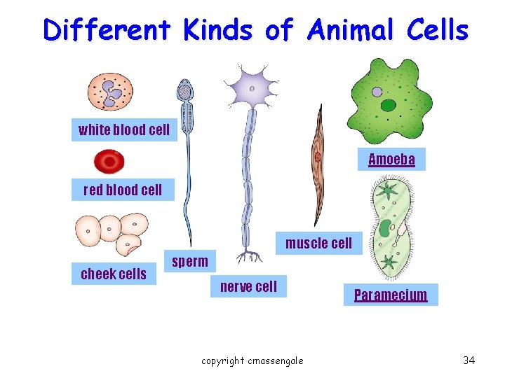 Different Kinds of Animal Cells white blood cell Amoeba red blood cell muscle cell