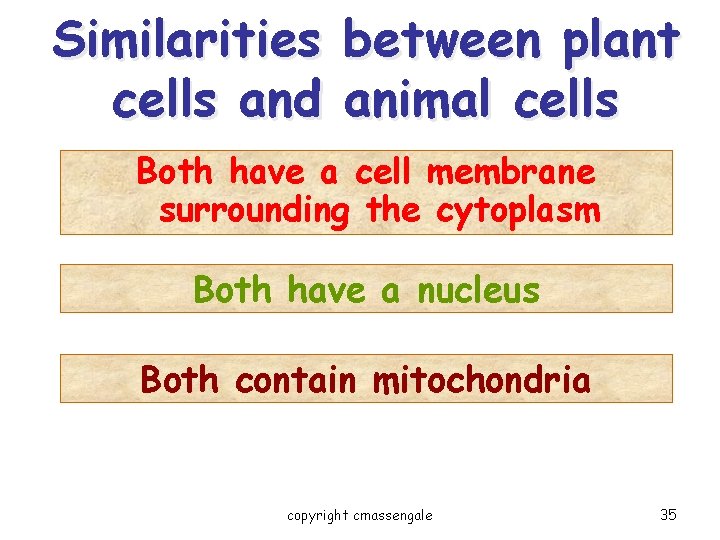 Similarities between plant cells and animal cells Both have a cell membrane surrounding the Similarities between plant cells and animal cells Both have a cell membrane surrounding the