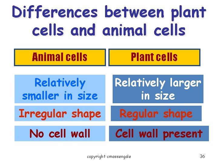Differences between plant cells and animal cells Animal cells Plant cells Relatively smaller in
