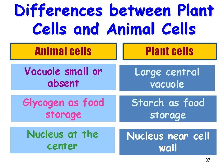 Differences between Plant Cells and Animal Cells Animal cells Plant cells Vacuole small or