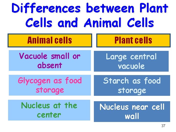 Differences between Plant Cells and Animal Cells Animal cells Plant cells Vacuole small or Differences between Plant Cells and Animal Cells Animal cells Plant cells Vacuole small or