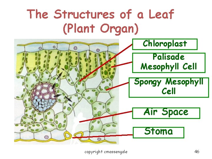 The Structures of a Leaf (Plant Organ) Chloroplast Palisade Mesophyll Cell Spongy Mesophyll Cell The Structures of a Leaf (Plant Organ) Chloroplast Palisade Mesophyll Cell Spongy Mesophyll Cell