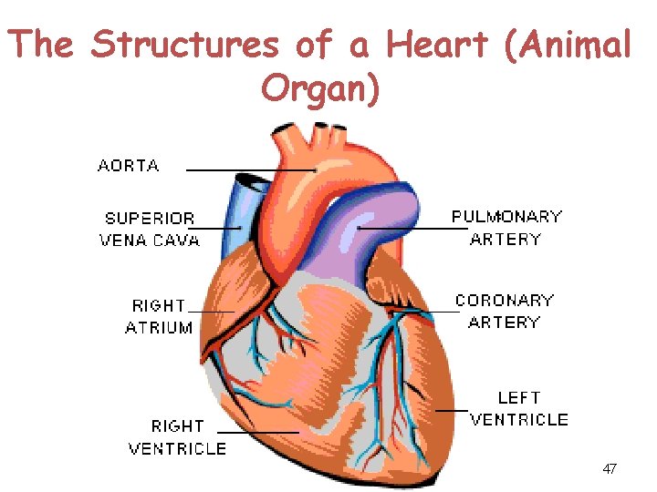 The Structures of a Heart (Animal Organ) 47 