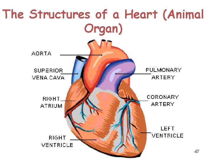 The Structures of a Heart (Animal Organ) 47 The Structures of a Heart (Animal Organ) 47
