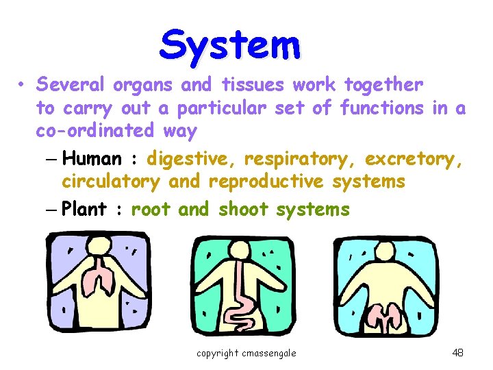 System • Several organs and tissues work together to carry out a particular set
