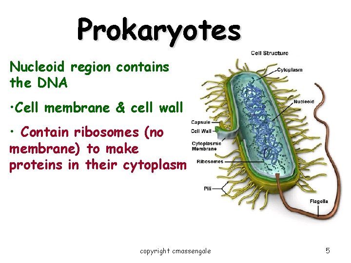Prokaryotes Nucleoid region contains the DNA • Cell membrane & cell wall • Contain