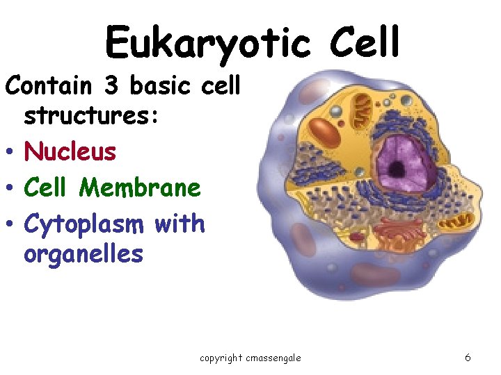 Eukaryotic Cell Contain 3 basic cell structures: • Nucleus • Cell Membrane • Cytoplasm
