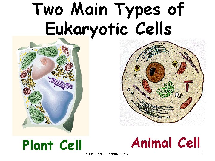 Two Main Types of Eukaryotic Cells Plant Cell copyright cmassengale Animal Cell 7 Two Main Types of Eukaryotic Cells Plant Cell copyright cmassengale Animal Cell 7