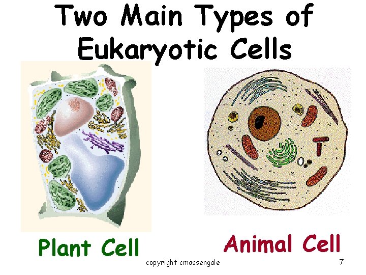 Two Main Types of Eukaryotic Cells Plant Cell copyright cmassengale Animal Cell 7 